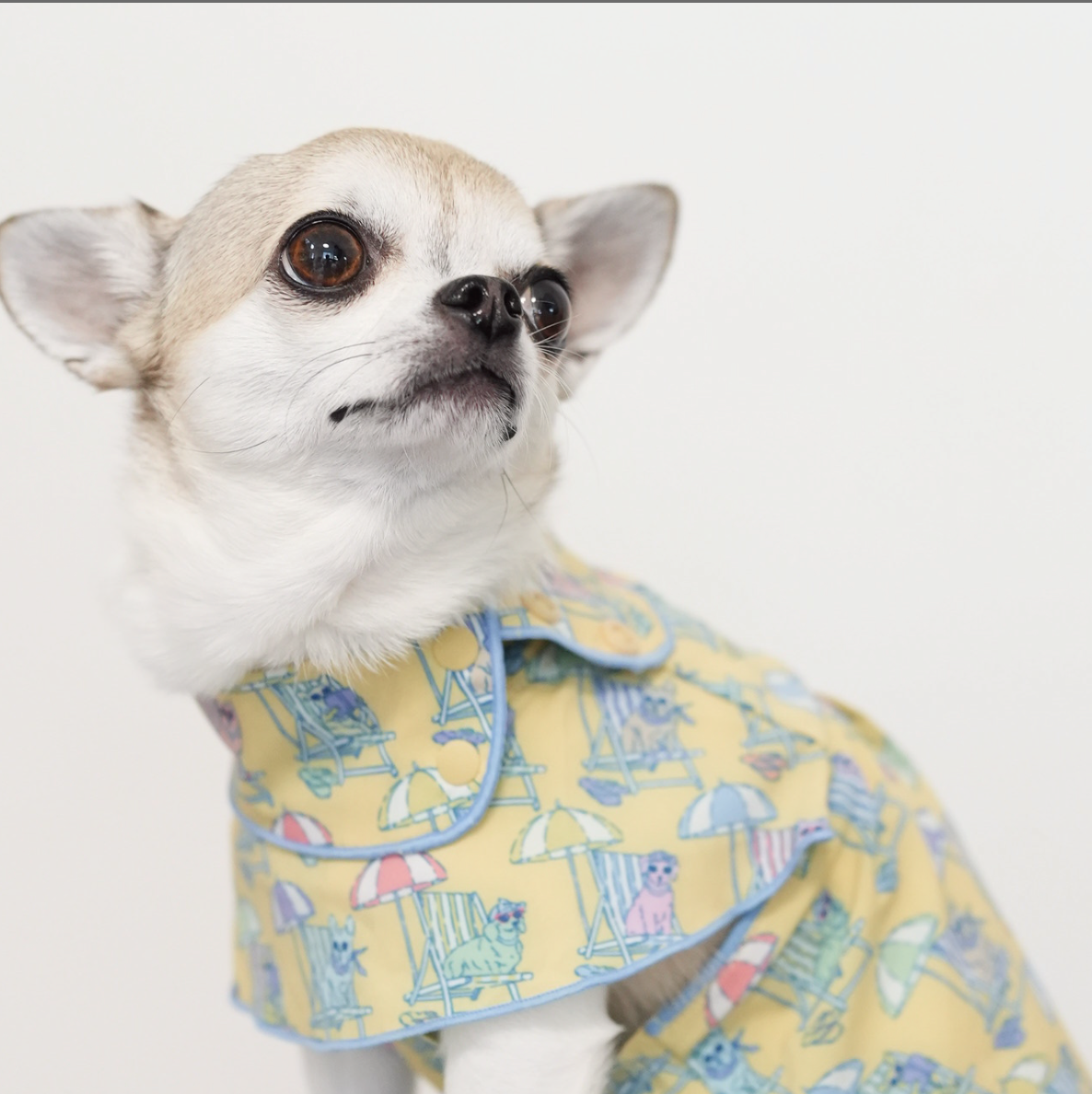 Beach Pups 男の子